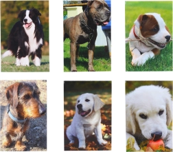 Kis notesz Kutya 40 lap