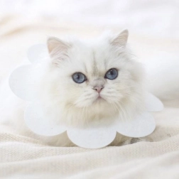 Puha védőgallér állatoknak - fehér, méret L