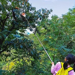 Gyümölcsszedő kosárral és zsákkal teleszkópos nyélhez