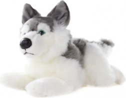 Plüss husky 34 cm