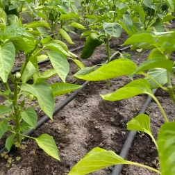 Csepegtető tömlő 16 mm, 33 cm kiosztás, 100 m