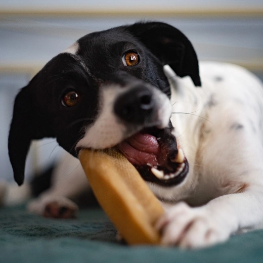 Természetes, kemény és hosszan tartó rágási élmény