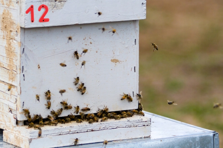 Jó láthatóság a méhészetben
