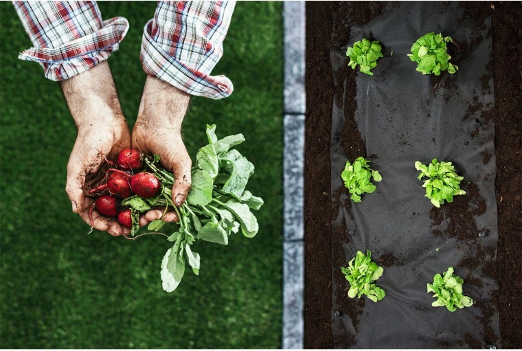 Tiszta ágyások és egészséges palánták