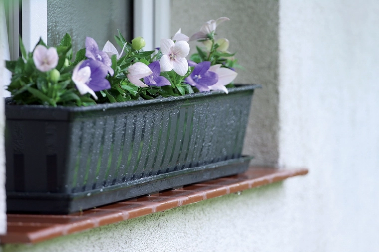 Átgondolt drénmegoldás és egészséges gyökerek