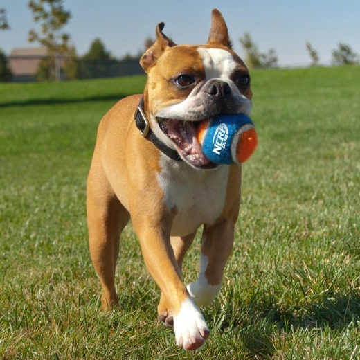 Magas tartósság és kiváló pattanás