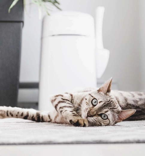 Praktikus tartozékok és hordozás