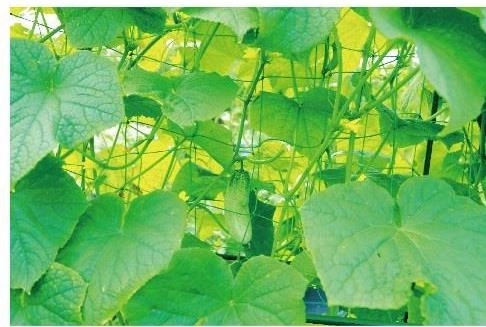 Erős támasz az egészséges növekedéshez