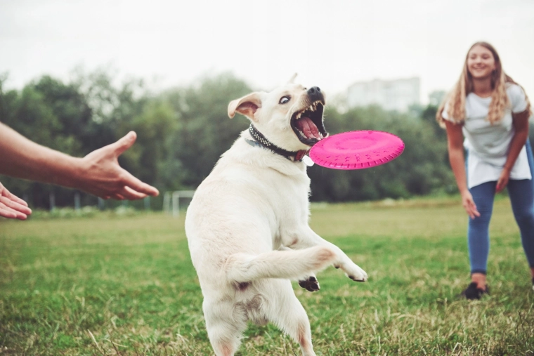 Stabil repülés és könnyű elkapás
