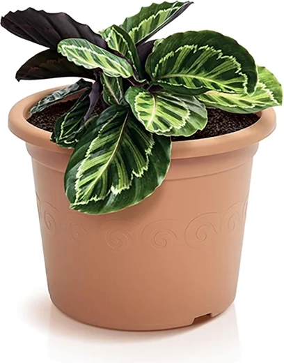 Praktikus drenázs az egészséges gyökerekért