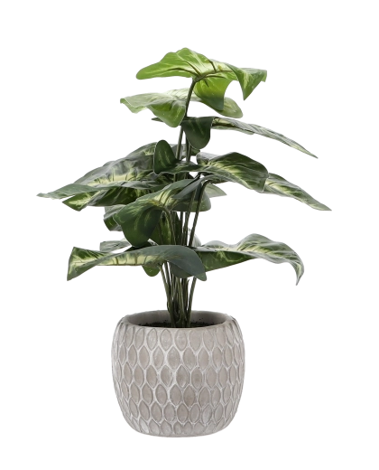 Stílusos és stabil kaspó