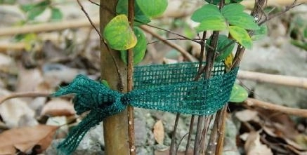 3 darab növénykötöző szalag készlet, 3 m hosszú