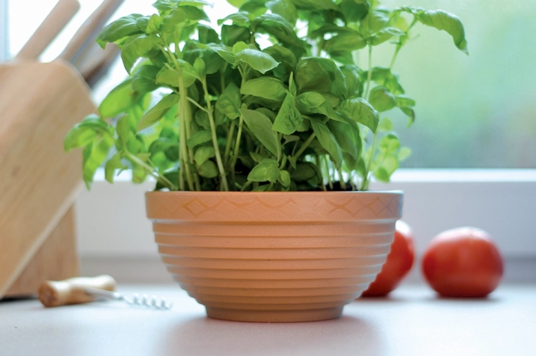 Stílusos kiegészítő fűszernövényekhez a konyhában