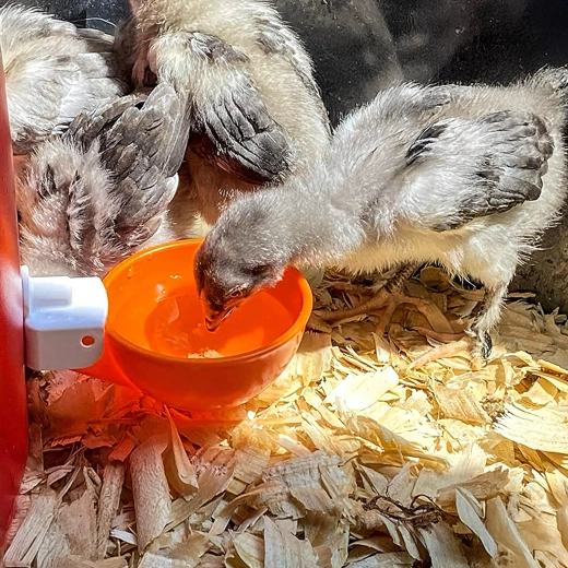 Tiszta víz az egészségesebb baromfiért