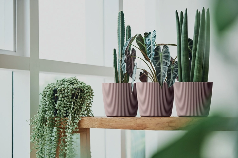 Stílusos dekoráció otthonra és balkonra