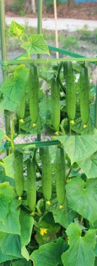 Ideális futónövényekhez