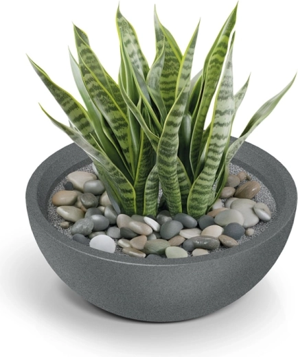 Ideális dekoratív beültetésekhez