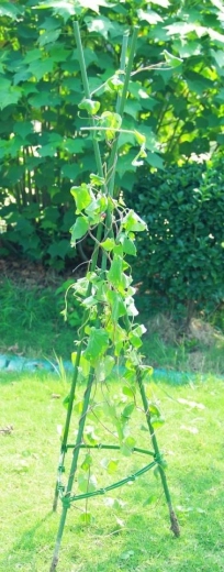 Stabilitás és tér a növekedéshez