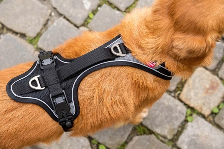 Biztonság sötétben és jobb kontroll a kutya felett