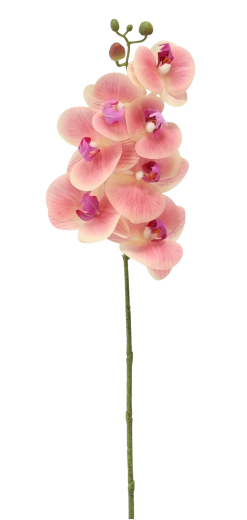 Gondozásmentes és mindig friss megjelenés