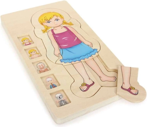 Fa réteges anatómiai puzzle lány testfelépítéséről