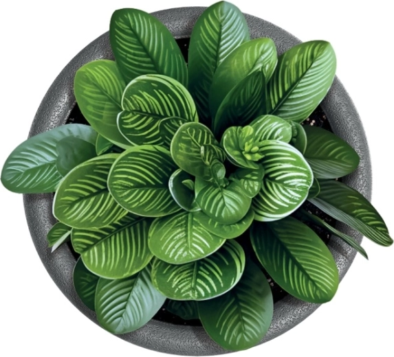 Ideális szobanövényekhez és kültéri növényekhez