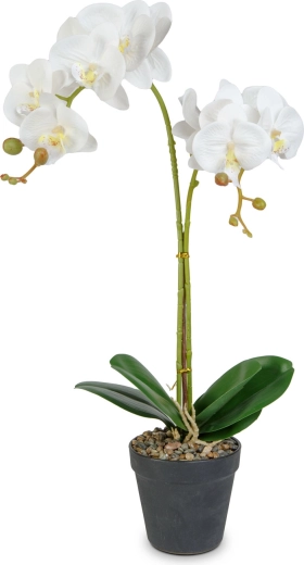 Az orchidea élethű eleganciája