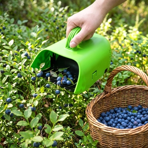 Tiszta bogyók levelek és szárak nélkül