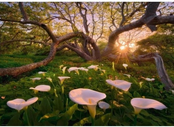 Puzzle 1000 darabos Varázslatos Kalie Erdő