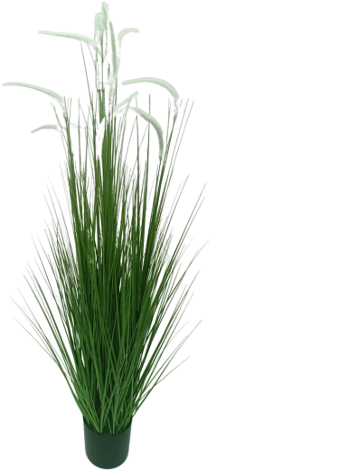 Műfű cserépben Pennisetum, fehér, 150 cm