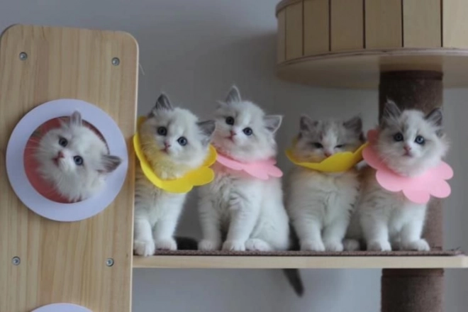 Puha posztoperatív védőgallér háziállatoknak – rózsaszín, L méret