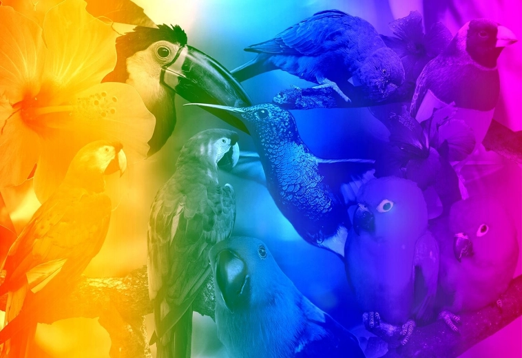 Fából készült 3D puzzle – Madarak gradienssel M - 200 darab