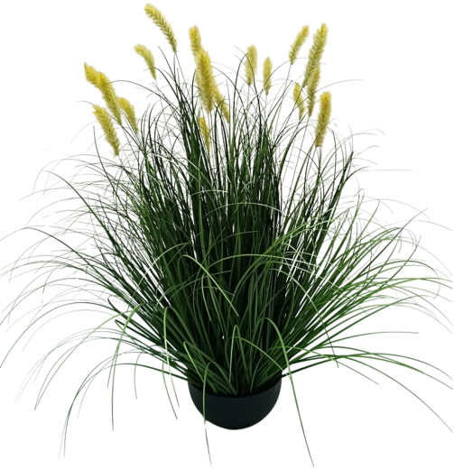 Mű Pennisetum díszfű cserépben, sárga, 70 cm