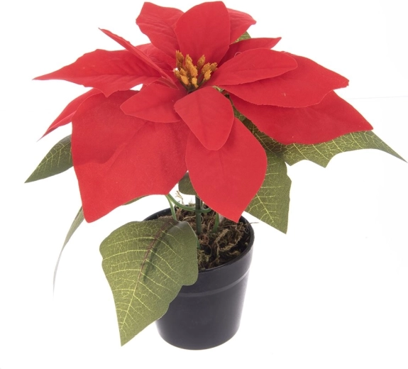 Mű karácsonyi rózsa (poinsettia) kaspóban, piros 19 cm