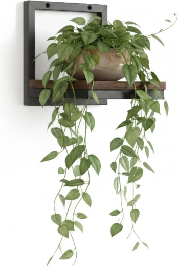 Praktikus növénybemutatás és helytakarékosság