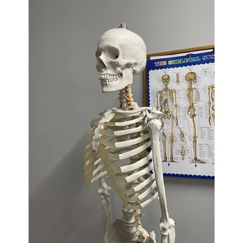 Tanulási segédeszköz poszterrel