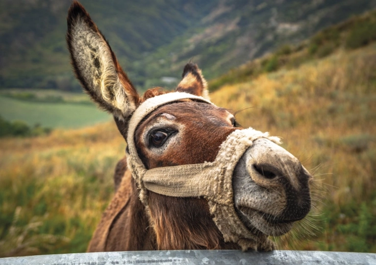 Gyönyörű szamár-motívum a hegyekben