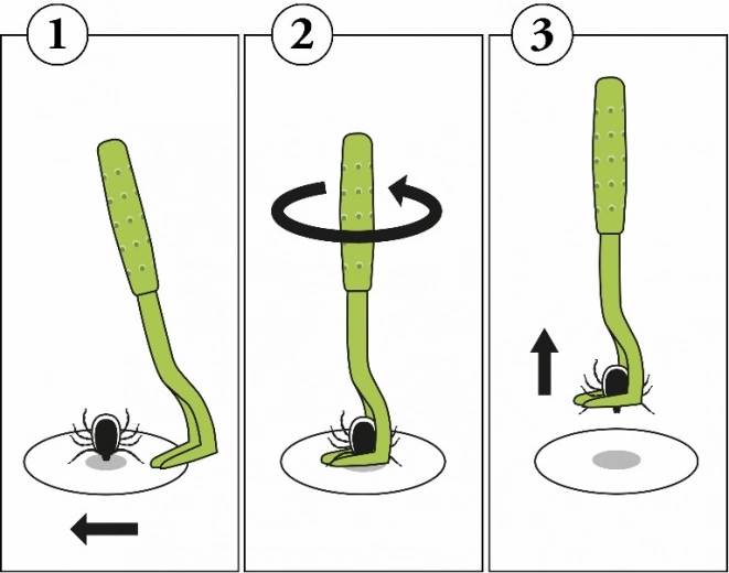 Egyszerű, lépésről lépésre