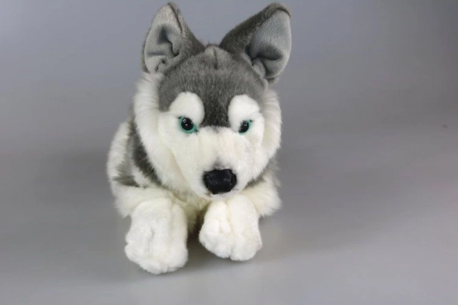 Plüss Husky kutya 34 cm