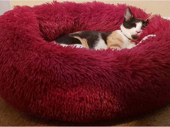 Bolyhos macskaágy puha kanapé párna 80 cm – bordó