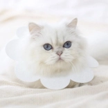 Puha védőgallér állatoknak - fehér, méret L